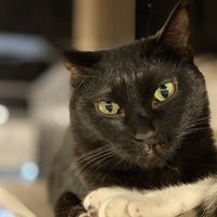 Another cat (also not food) at Neu Cat Cafe in Osaka