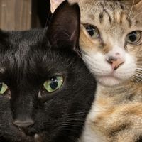 Two cats (neither is food) at Neu Cat Cafe in Osaka