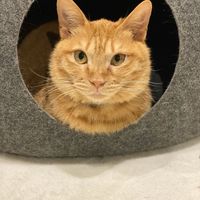 Cat in a box (not a takeaway box) at Neu Cat Cafe in Osaka