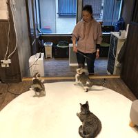 The cats! at Neu Cat Cafe in Osaka