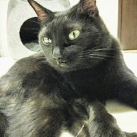 Karin🐱 at Neu Cat Cafe in Osaka