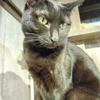 Kurin 🐱 at Neu Cat Cafe in Osaka