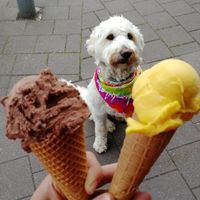 Left one not vegan, right is mango at IJssalon Capri in Zierikzee