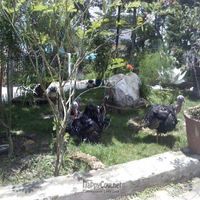 The happy, beautiful, healthy Turkeys at Nichiren. A delight to see and hear!! at Nichiren - Nhat Lien in Da Lat