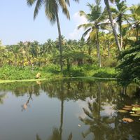 The pond at Lonely Planet in Kovalam