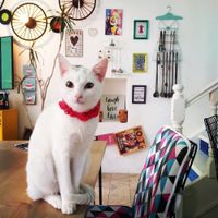 Our famous customer 🐾 at Derdiyoklar Kahvesi in Alacati