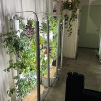 Garden at The Cocinita in Miami