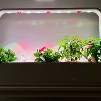 Indoor planter at The Cocinita in Miami