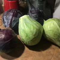 Glen the Green Grocer's cabbages, spray-free! at Truro Farmers Market in Truro