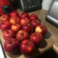 Glen the Green Grocer's apples, spray-free! at Truro Farmers Market in Truro