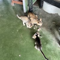   at Nipah Deli in Pangkor Island