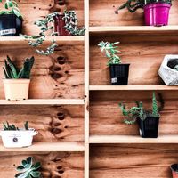 cute plants everywhere at Vegan Namaste in La Serena