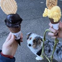   at Mali Čoko in Slovenske Konjice