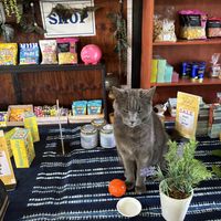 Tofu  at Ashers Farm Sanctuary in Pretoria