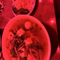 Tomyum pho and the tofu spring rolls  at Luc Lac Vietnamese Kitchen in Portland