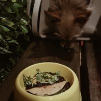 Vegan dog tacos on the menu for fur babies #Veganuary at Sugar Taco in Los Angeles