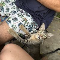 Sweet cat joining   at Cafe Zen in Negombo