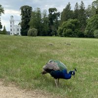 Peacocks Roaming on the island  at Kaffeegarten auf der Liegewiese in Berlin