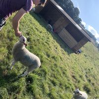 Meeting the sheep in front of the field shelter! at The Field Shelter Guesthouse & Sanctuary in Blairgowrie