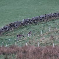  at The Field Shelter Guesthouse & Sanctuary in Blairgowrie