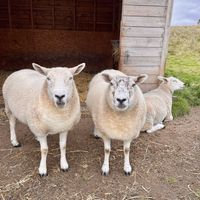 Sheep   at The Field Shelter Guesthouse & Sanctuary in Blairgowrie