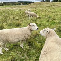 Sheep   at The Field Shelter Guesthouse & Sanctuary in Blairgowrie