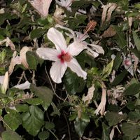 Rose of Sharon tree above table  at Pernera in Patmos