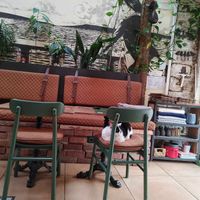 This cat feels at home at Pandora Greenbox in Split