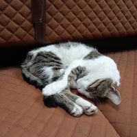  at Pandora Greenbox in Split