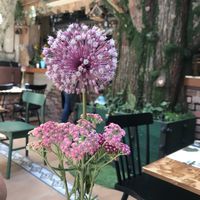 Decor in Pandora’s  at Pandora Greenbox in Split