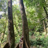 Enjoy Vegan cuisine in a lush Jungle at Mariposa Jungle Lodge in San Antonio Cayo