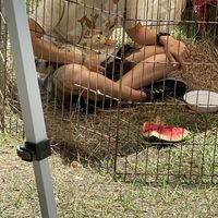 Animal rescue :’) at Jax Veg Fest in Jacksonville