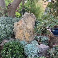 Succulents  at Karuna Vegie House  in Lyneham