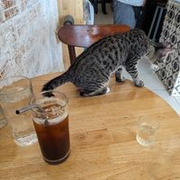  at Ministry of Cat in Phnom Penh