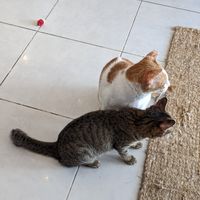  at Ministry of Cat in Phnom Penh