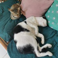  at Ministry of Cat in Phnom Penh