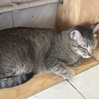   at Ministry of Cat in Phnom Penh