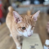   at Ministry of Cat in Phnom Penh