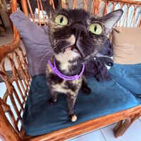  at Ministry of Cat in Phnom Penh