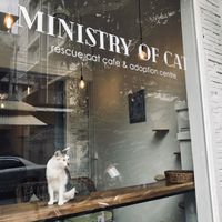 The guardian! at Ministry of Cat in Phnom Penh