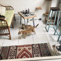 Cats! at Ministry of Cat in Phnom Penh