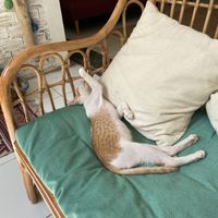 A baby cat at Ministry of Cat in Phnom Penh