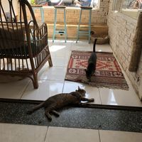 Cats hanging out at Ministry of Cat in Phnom Penh