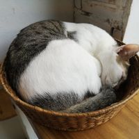 Cuddly Cats 😍 at Ministry of Cat in Phnom Penh