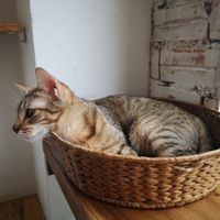 Cat in basket at Ministry of Cat in Phnom Penh