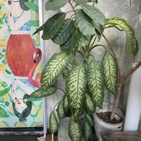  #Veganuary at Vistro in Bangkok