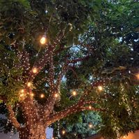 The tree  at Nic's on Beverly in Los Angeles