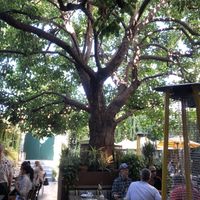 Love the large tree for outdoor dining  at Nic's on Beverly in Los Angeles