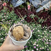 Vegan Chocolate ice cream base with Oreos and peanut butter   at Simply Rolled in Cincinnati