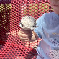 Children under a certain height get a free “baby cone”. The employees were unsure if the cone itself was vegan so we skipped eating the cone.   at Bruster's Real Ice Cream in Glendale